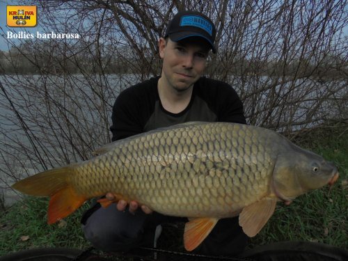 Boilies barbarosa.