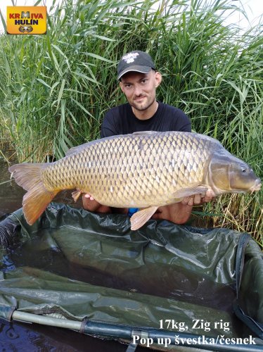 17kg, zig rig - pop up švestka/česnek