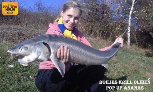 Boilies Krill/Oliheň, pop Ananas