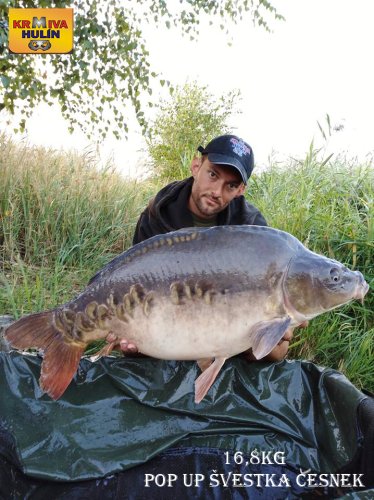 16,8kg, zig rig - pop up švestka/česnek