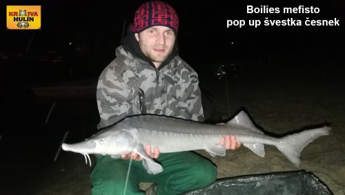 Boilies mefisto, pop up švestka/česnek