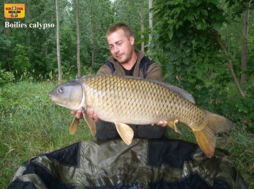 Boilies calypso