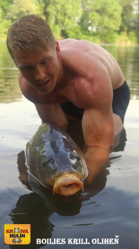 Boilies Krill/Oliheň