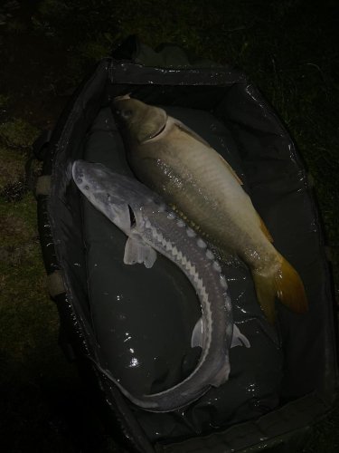 Pelety Black halibut krev + booster Calypso