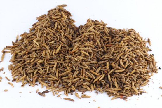 Sušený hmyz - Larva Bráněnky - Vyberte balení: 250 g