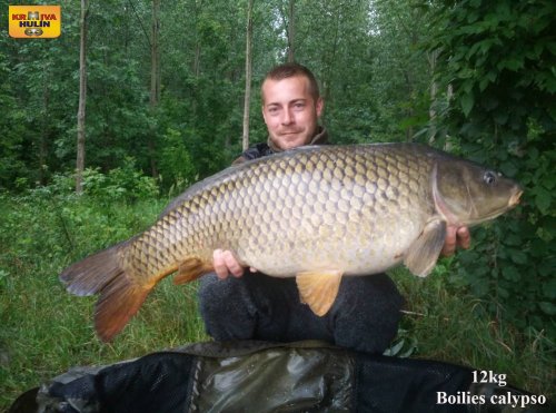 Boilies calypso