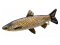 Plyšová ryba Gaby - TROFEJNÝ AMUR - 105 cm