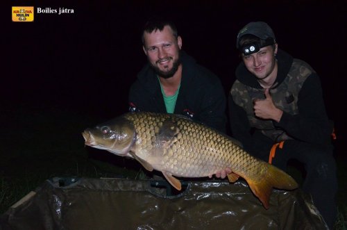 Boilies játra