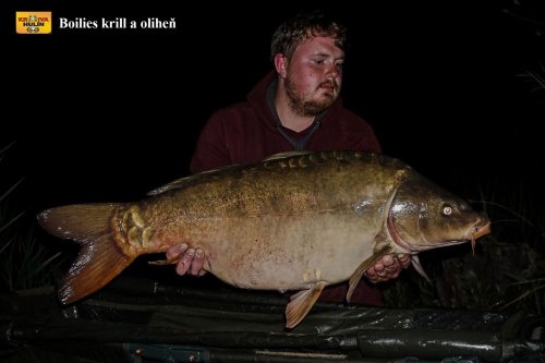 Boilies krill/oliheň