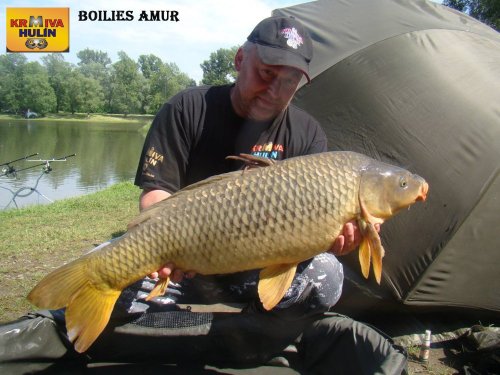 Boilies Amur