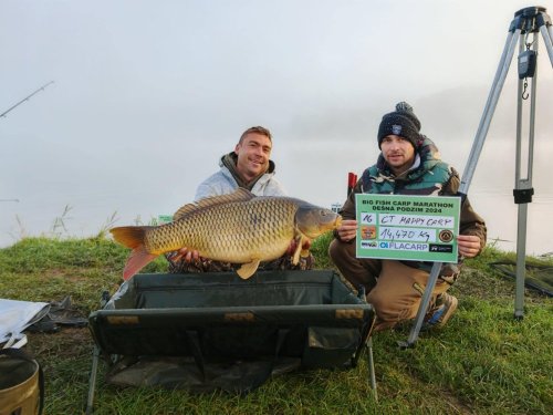 Boilies Krill a oliheň