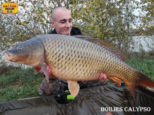 Boilies calypso 