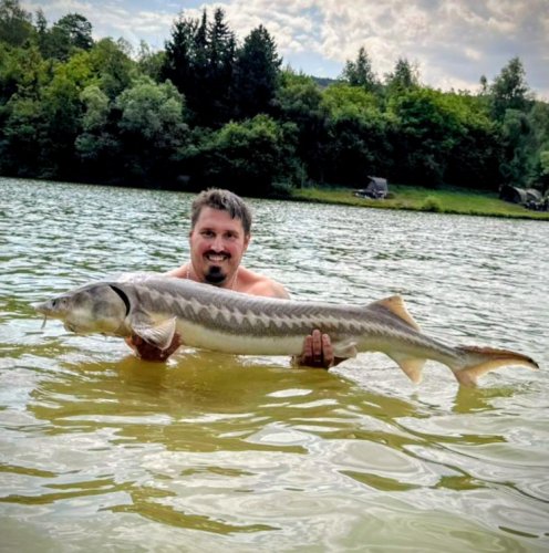 Boilies Calypso