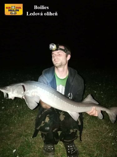 Boilies ledová oliheň