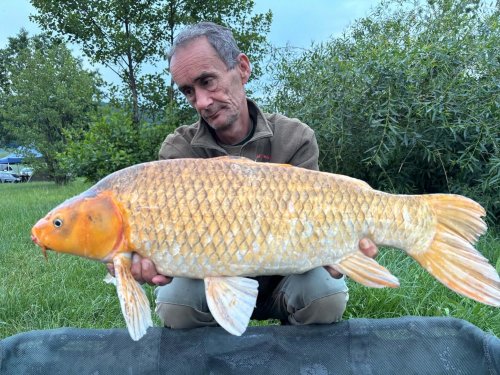 Boilies Pikantní krill