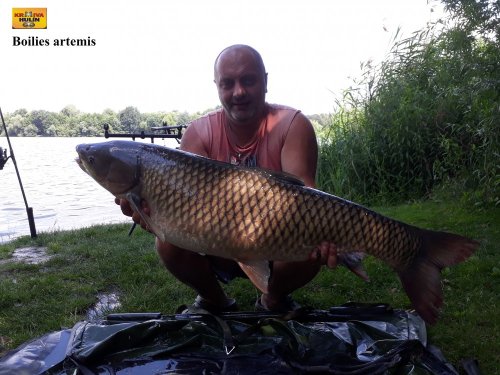 Boilies artemis