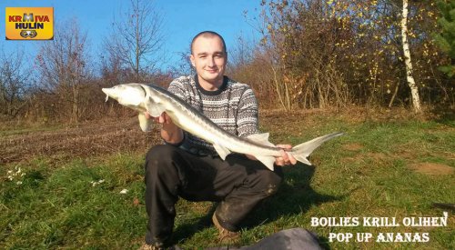 Boilies Krill/Oliheň, pop up Ananas