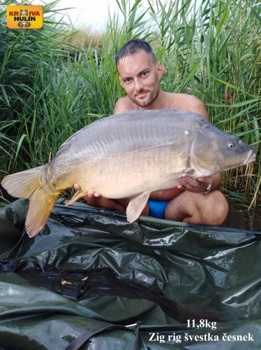 11,8kg, zig rig - švestka/česnek