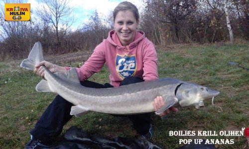Boilies Krill/Oliheň, pop up Ananas