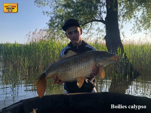 Boilies calypso.