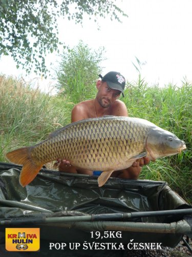 19,5kg, zig rig - pop up švestka/česnek
