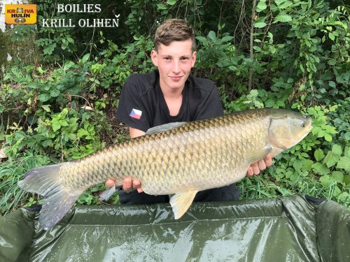 Boilies krill a oliheň