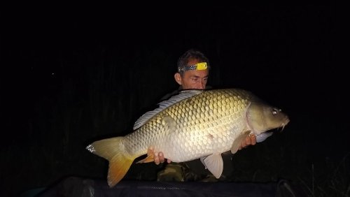 Boilies Pikantní perník