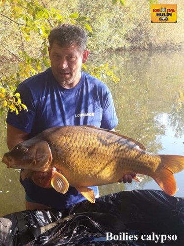 Boilies calypso