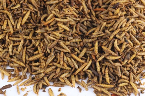 Sušený hmyz - Larva Bráněnky - Vyberte balení: 500 g